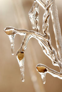Photo of reed covered in ice after an ice storm.