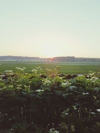 Scenic view of agricultural field against clear sky