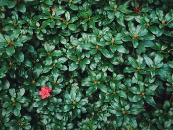 Full frame shot of plants