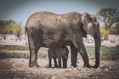 Elephant standing in a field