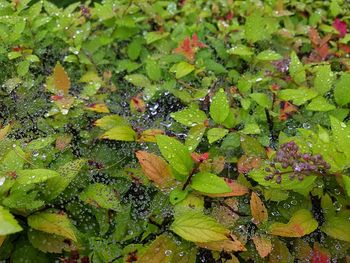 Close-up of green plants in water