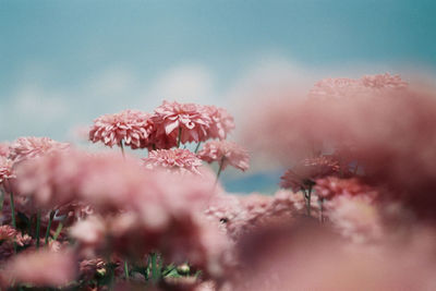 Pink chrysanthemums 