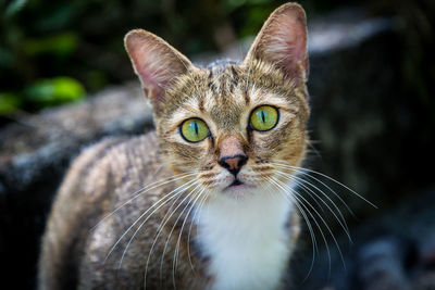 Close-up portrait of a cat