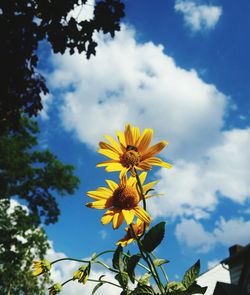 Low angle view of flowers against sky