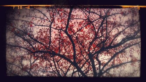 Bare trees against sky at sunset