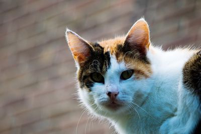 Close-up portrait of cat