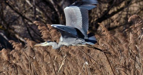 Bird flying over a field