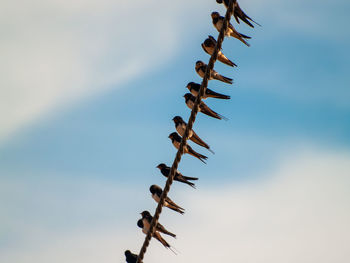 Low angle view of bird on branch against sky