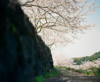 Close-up of cherry blossom tree