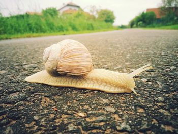 Close-up of snail