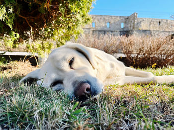 Dog sleeping in grass