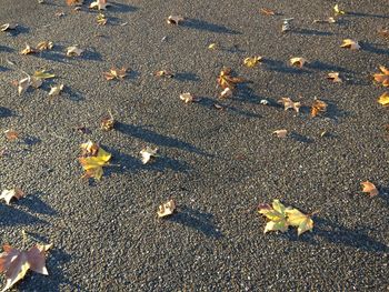 High angle view of dry leaves falling on sand