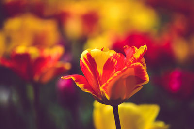 Close-up of orange flowers