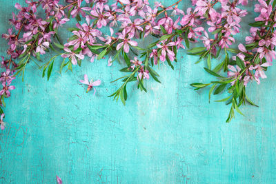 Close-up of pink flowering plant against blue wall