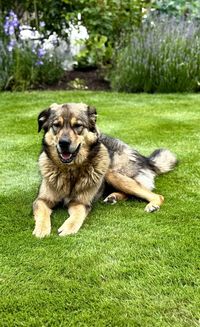Dog running on grassy field