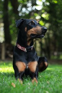 Portrait of dog on field