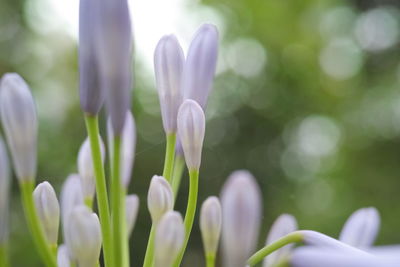 Close-up of white flowering plant