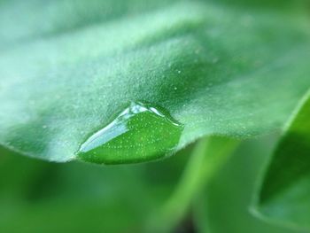 Close-up of water drops on leaf