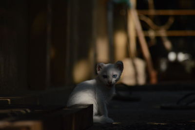 Portrait of white cat sitting outdoors