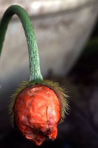 Close-up of red fruit