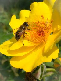 Close-up of bee on yellow flower