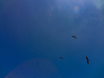 Low angle view of birds flying in sky