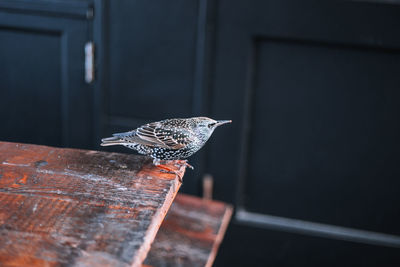 Close-up of bird perching on metal railing