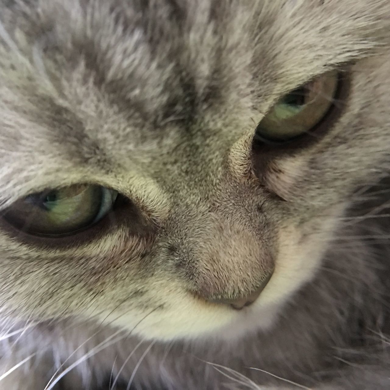 EXTREME CLOSE-UP OF CAT