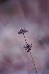 Close-up of wilted flower against blurred background