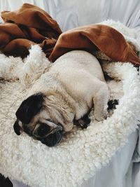 Close-up of a dog sleeping on bed at home