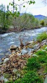 Stream amidst trees against sky