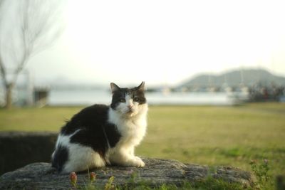 Cat living in shiga chomeiji port, taken with old lens jupiter-8