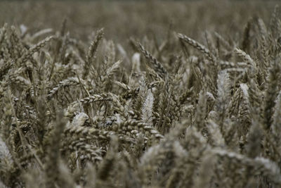 Close-up of ripening wheat stalks in field