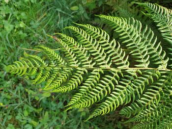 High angle view of fern leaves