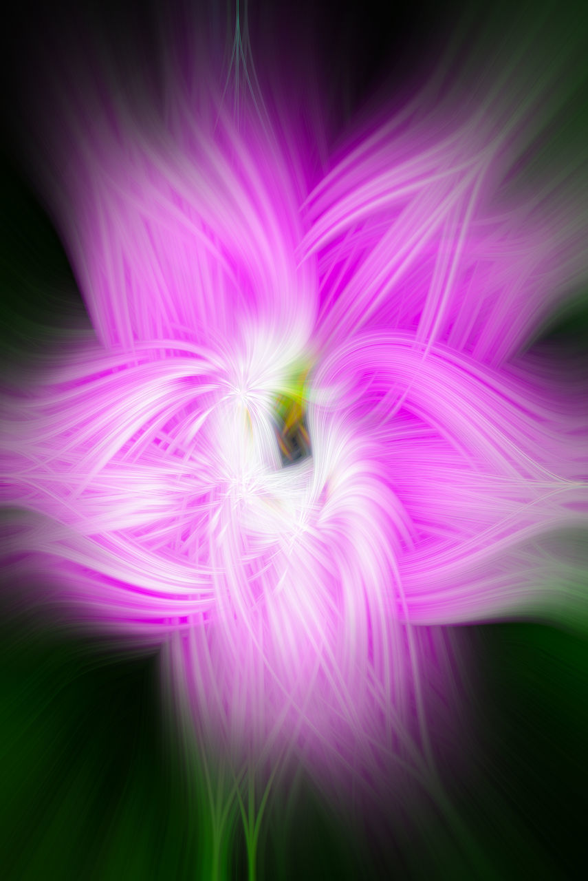 CLOSE-UP OF PINK ROSE FLOWER