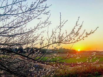 Scenic view of field against sky during sunset