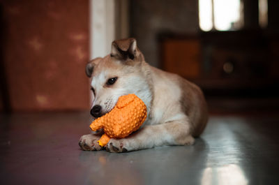 Dog relaxing on floor at home