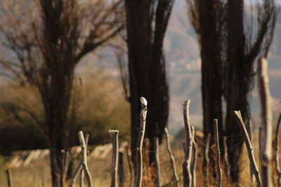 Close-up of bare trees on field