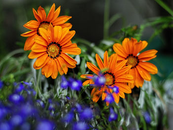 Close-up of yellow flowers blooming outdoors
