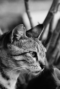 Close-up of cat looking away