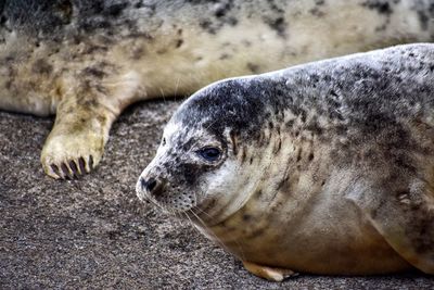 Close-up of an animal resting