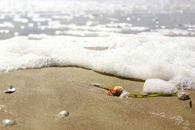 Close-up of crab on beach