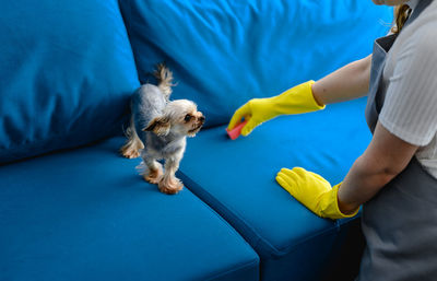 Woman in a apron and gloves cleans a sofa from dog hair. cleaning of the apartment. life with pets.