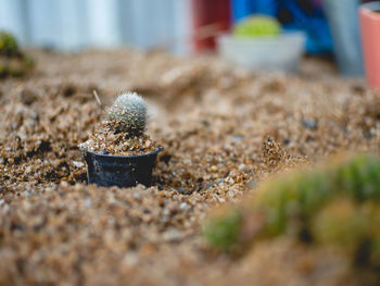 Close-up of cactus plant on sand