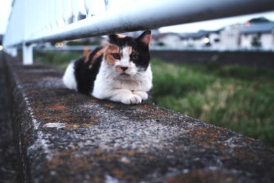 Portrait of cat sitting on wall