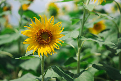 Close-up of yellow flowering plant