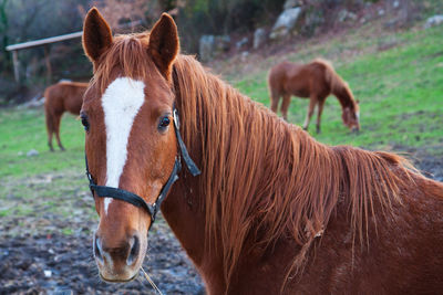 Horses in the mountains in italy.