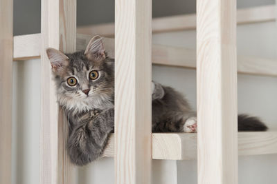 Portrait of cat by window at home