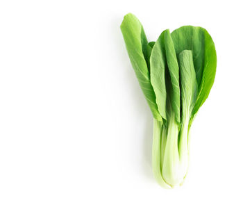 Close-up of leaf over white background