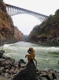 Man on bridge against sky